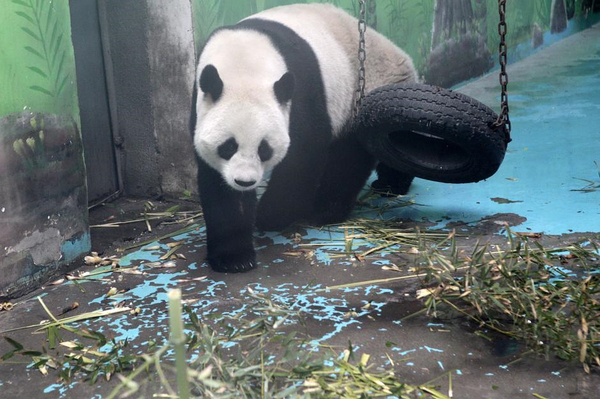 鄭州動物園熊貓“龍昇”將被收回2