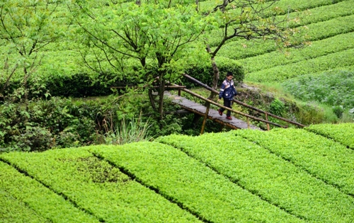 　　4月27日，一名男孩走在麻柳溪村的木橋上。