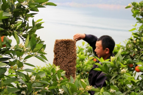 4月29日，三峽庫區湖北秭歸縣泄灘鄉陳家灣村五組村民陳宗紅在柑橘園里放養蜜蜂。