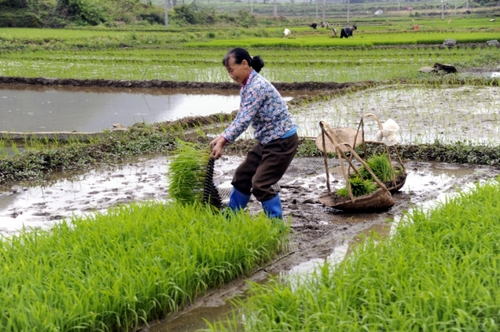 5月5日，廣西羅城縣四把鎮新印村村民在起秧苗，準備插田。