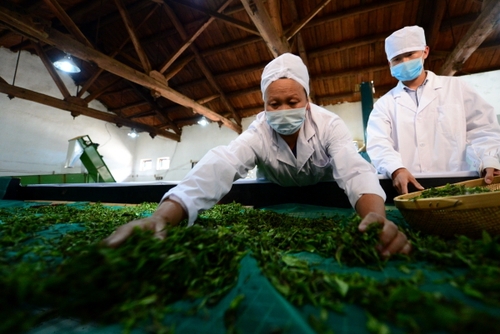 5月24日，在甘肅省隴南市武都區裕河鄉的一家茶葉企業內，工人在紅茶加工生產線上工作。