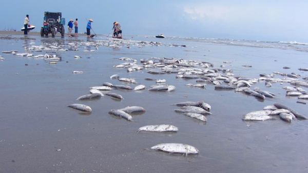 大量死魚涌上廣西白浪灘-魚身破損疑遭電炸6