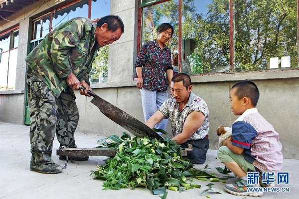 　7月14日，王曉兵（右二）和父親一起給羊鍘草。