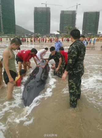 當地邊防官兵和民眾一起抱著虎頭鯨往海里走