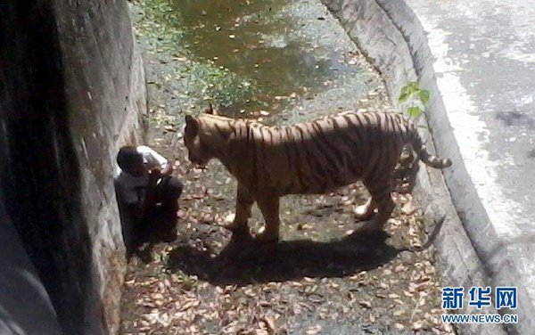 一名游客手機拍攝的照片顯示，9月23日，在印度新德里動物園，跳入老虎場地的男學生在角落里向老虎做出求饒的手勢。當日，在印度新德里的動物園，一名男學生越過柵欄跳入老虎的場地后被老虎咬死。 新華社發