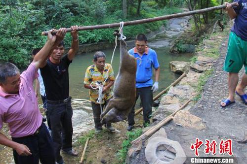 　廣東三水九道山25日發生一件趣事，一頭山豬誤入漂流河道引發了“人豬大戰”。　張良玉　攝