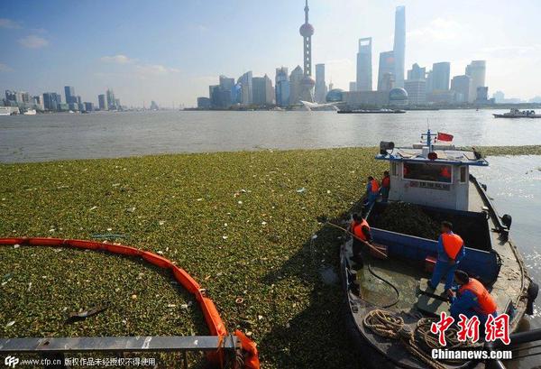 2014年11月19日，上海黃浦江退潮，外灘景觀水域近蘇州河段被大量水葫蘆幾乎占據(jù)2