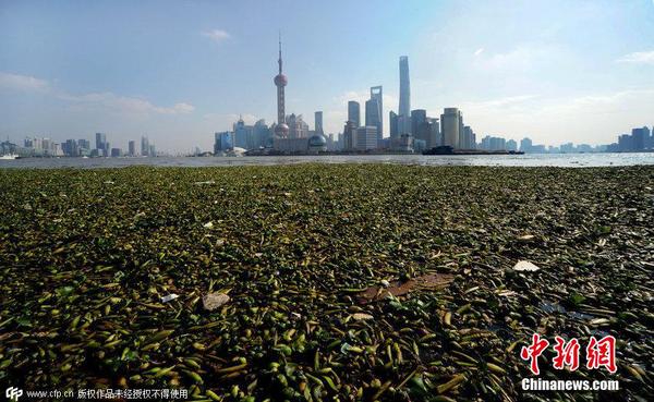 2014年11月19日，上海黃浦江退潮，外灘景觀水域近蘇州河段被大量水葫蘆幾乎占據