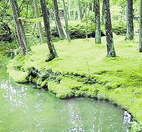 西湖邊試驗苔蘚鋪地-這里或將出現國內首個苔蘚公園2