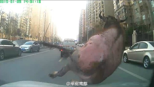 圖為民警開車撞擊這頭水牛。