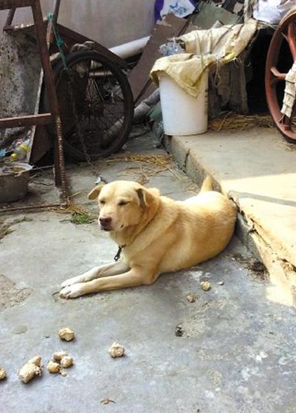 忠犬大黃(小姚供圖)