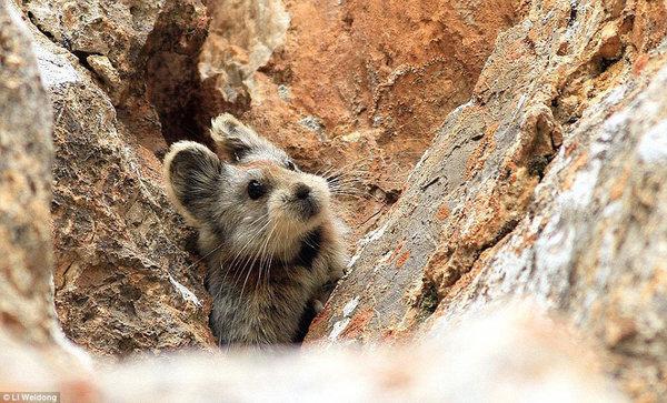 珍稀動物：中國科學家認為目前世界現存伊犁鼠兔不足1000只。（圖片來源：《每日郵報》）