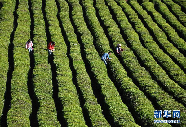 全國各產茶區迎來“明前茶”采摘高峰10