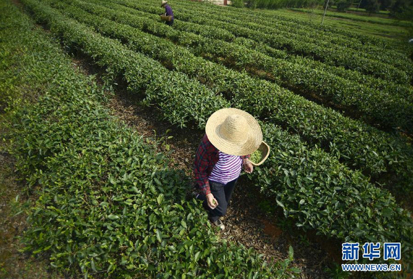 全國各產茶區迎來“明前茶”采摘高峰8