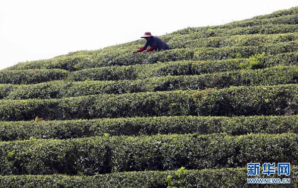 全國各產茶區迎來“明前茶”采摘高峰5