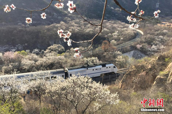 和諧號列車穿越居庸關花海 被贊開往春天的列車3