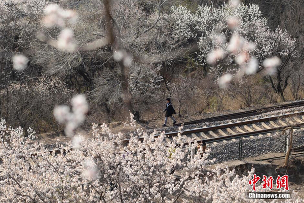 和諧號列車穿越居庸關花海 被贊開往春天的列車7