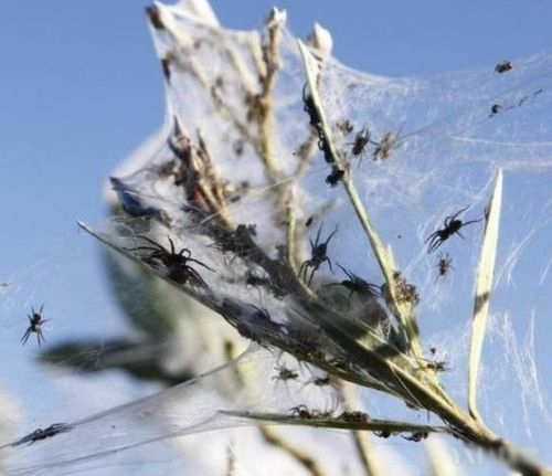 澳大利亞驚現“蜘蛛雨”：百萬蜘蛛從天而降2