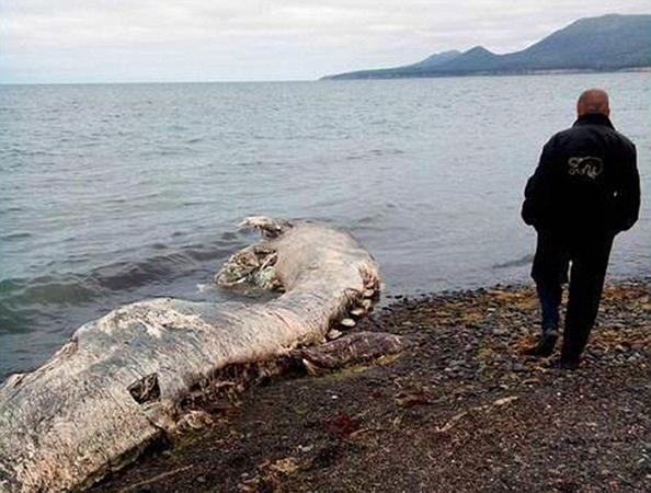 俄羅斯海灘驚現怪獸尸體-體型比人類大一倍6