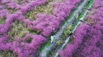 上海郊區“粉紅田野”美哭網友