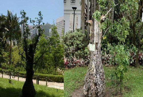 香港公園一棵樹齡達400年的棗樹枯萎被斬。