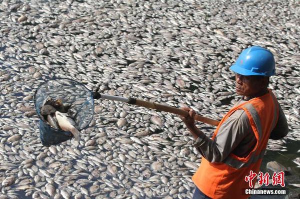 印尼一湖內現數千死魚 或為水溫變化所致3