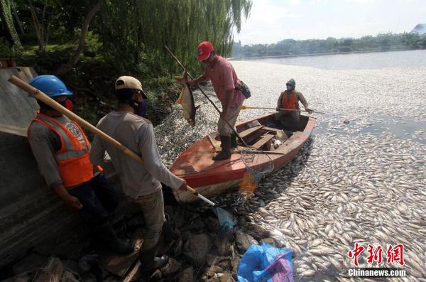 印尼一湖內(nèi)現(xiàn)數(shù)千死魚 或為水溫變化所致5