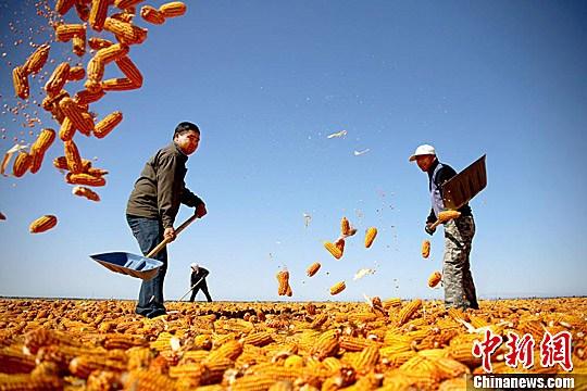 資料圖。農(nóng)民揮動鐵锨晾曬玉米，使得滿地盡帶“黃金甲”，成為一道靚麗的風景線。趙琳 攝