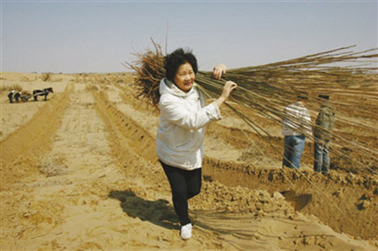 由于車子無法進入沙漠，樹苗必須肩扛，年逾花甲的易解放每次都會帶頭參與。