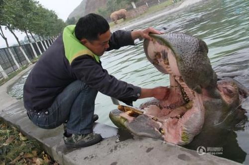 河馬主動(dòng)求飼養(yǎng)員剔牙