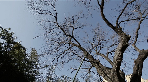 于是之晚年每日看望的一棵大槐樹