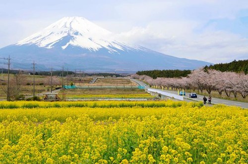 日本富士山下油菜花悉數綻放與櫻花交相輝映（圖）