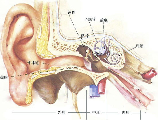 耳朵里的