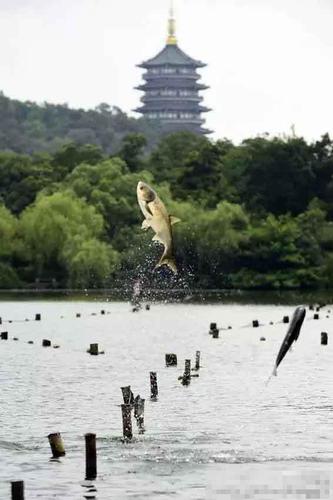 圖為“魚躍“龍門”畫面。（來自：杭州網）