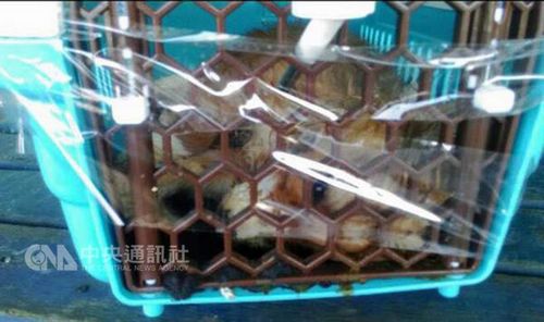 桃園機場人員疏忽大量動物未登機先熱死（圖）