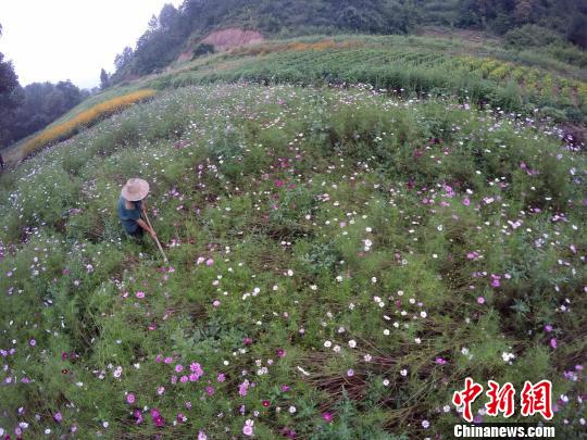 閑暇時(shí)，在花田里勞作，是一件讓陳新康覺(jué)得很幸福的事。　王中舉 攝