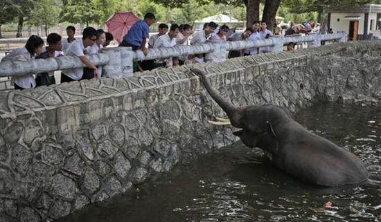 朝鮮平壤動物園里啥模樣？“狗屋”是最熱門景點