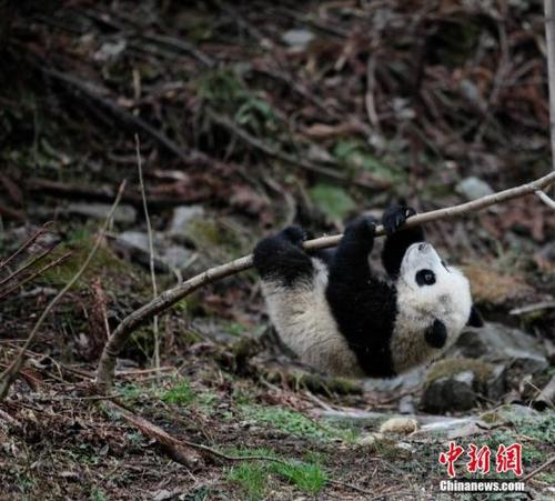 中國大熊貓野化訓練。 鐘欣 攝