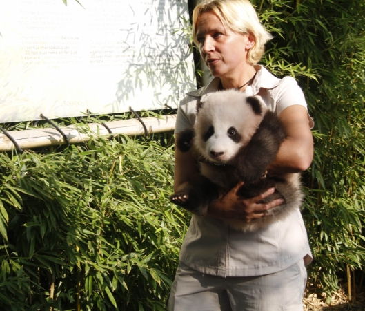 9月15日，在比利時(shí)布呂熱萊特的天堂動物園，工作人員抱著大熊貓寶寶“天寶”出席取名儀式。