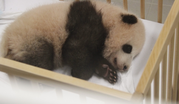 這是9月15日在比利時布呂熱萊特的天堂動物園拍攝的大熊貓寶寶“天寶”。