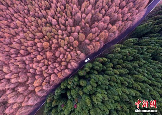 資料圖：重慶市南川區(qū)山王坪喀斯特國(guó)家生態(tài)公園內(nèi)的萬(wàn)畝林海五彩繽紛，美不勝收。 <a target='_blank' href='http://www.chinanews.com/'>中新社</a>記者 陳超 攝