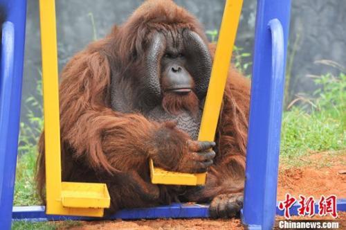 紅毛猩猩上約會網站找對象荷蘭動物園實驗助繁殖