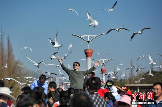 2月4日，春節(jié)長(zhǎng)假剛剛結(jié)束，仍然有大批游客聚集到昆明滇池邊，觀鷗喂鷗，與紅嘴鷗一起共享昆明暖陽(yáng)和藍(lán)天。<a target='_blank' href='http://www.chinanews.com/'>中新社</a>記者 任東 攝