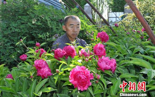 任建德2008年把花苗裝在袋子里從洛陽背回新疆。圖為他定植了第四年的芍藥?！∩蝾Ｑ?攝