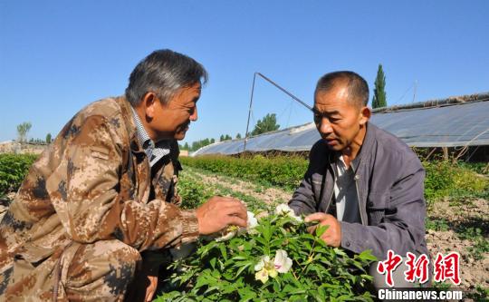 任建德正給人介紹牡丹花的食用和藥用價值。　沈睿燕 攝