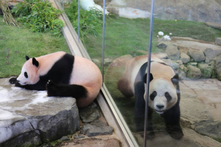 這是6月4日在日本和歌山縣白浜野生動物園拍攝的大熊貓“陽浜”(左)和“海浜”。(新華社記者方藝曉攝)