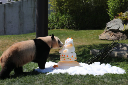 6月4日，在日本和歌山縣白浜野生動物園，大熊貓“優(yōu)浜”享用動物園準(zhǔn)備的禮物——一個由竹子、胡蘿卜、蘋果、蜂蜜制成的冰塊蛋糕。(新華社記者方藝曉攝)