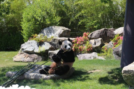 6月4日，在日本和歌山縣白浜野生動物園，大熊貓“優(yōu)浜”在送別儀式上啃竹子。(新華社記者方藝曉攝)