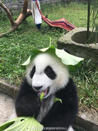 大熊貓戴荷葉制“綠帽子” 露出耳朵憨態可掬