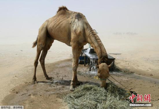 據一家紙媒報道，約1.2萬頭駱駝和羊成為了海灣外交危機的最新受害者，這些動物被迫從沙特阿拉伯返回卡塔爾。